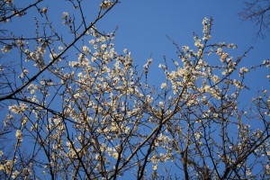 ”花のいえ”にも春の息吹