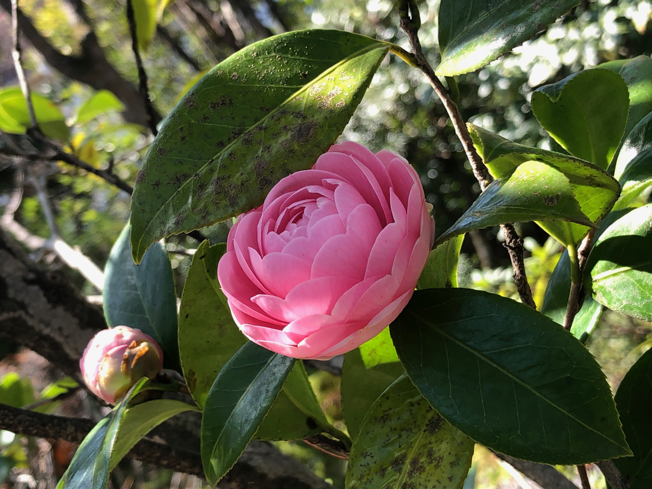 椿が咲いています 嵐山保養所 旅館 花のいえ