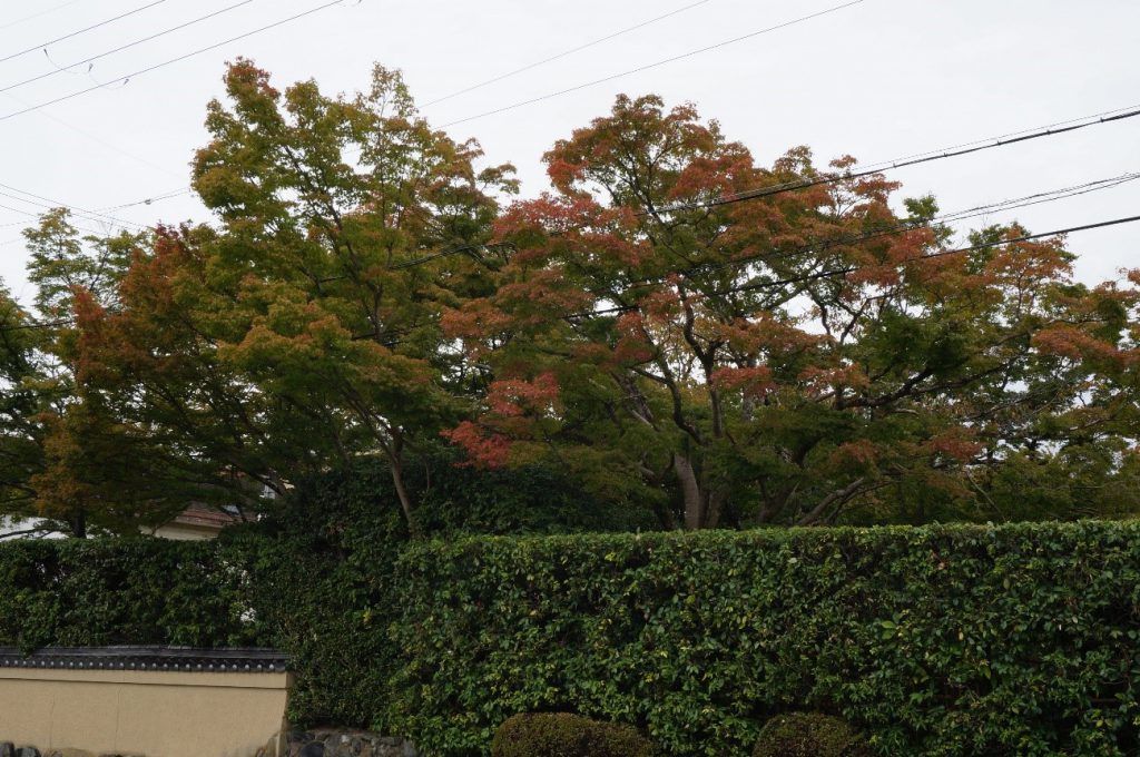 ♫京都の秋の夕暮れは・・♫